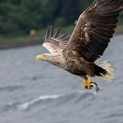 White-tailed Eagle
