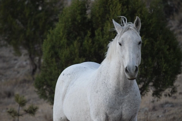 White Stallion