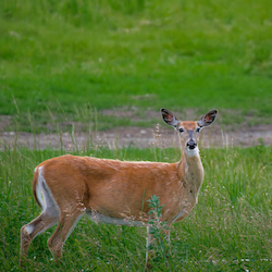 Venado cola blanca