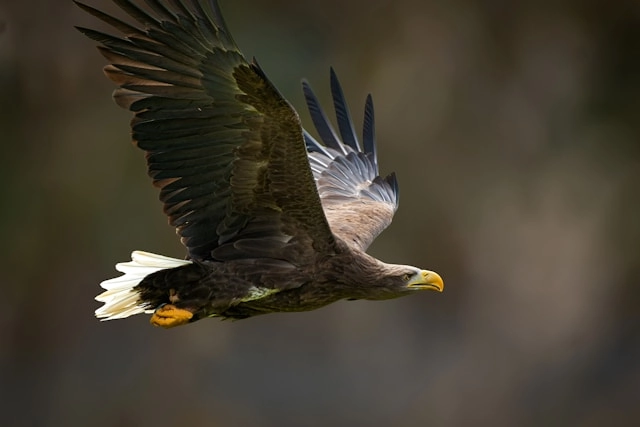 Águila de cola blanca
