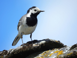 White Wagtail