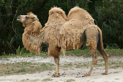 Wild Bactrian Camel