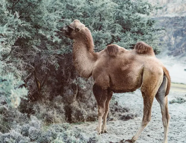 Camello Bactriano Salvaje