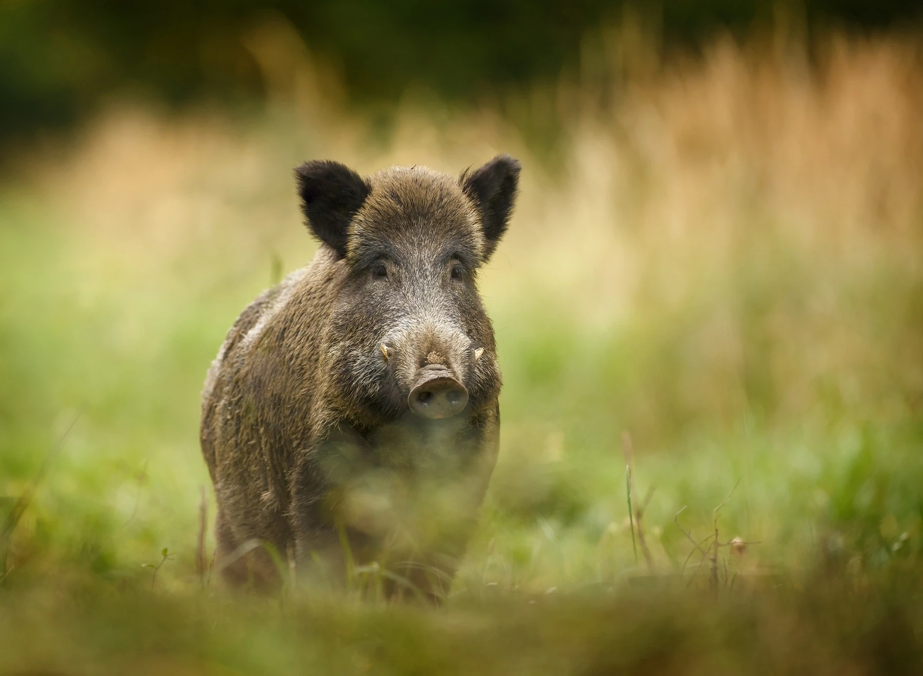 Wild Boar 2026 Incredible Facts Habitat Diet More