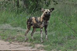 Wild Dog