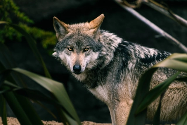 Wolf