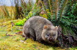 Wombat
