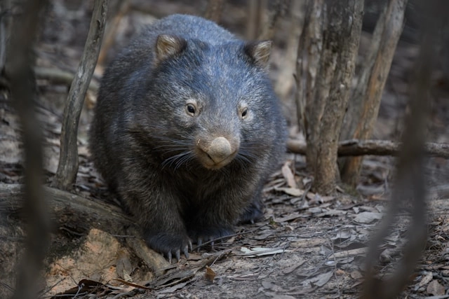 Wombat