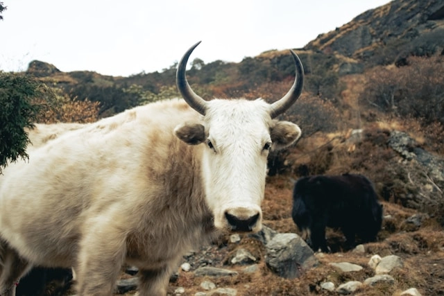 Yak
