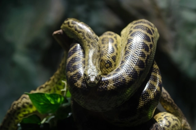 Anaconda Amarilla